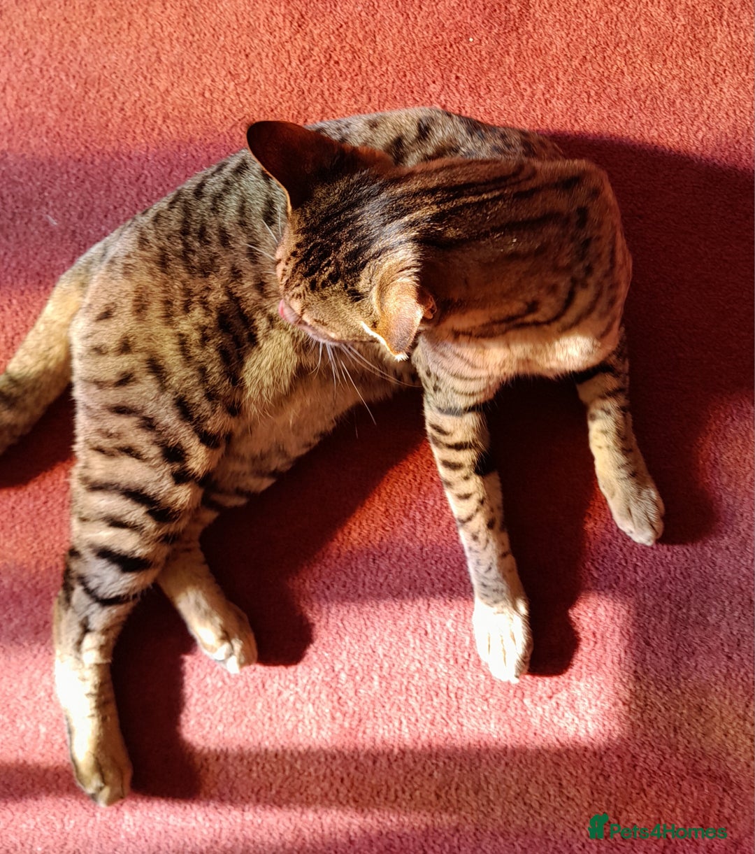 Savannah cats for sale: Pedigree Early generation TICA Reg Savannah Lady in Darlington - Image 18