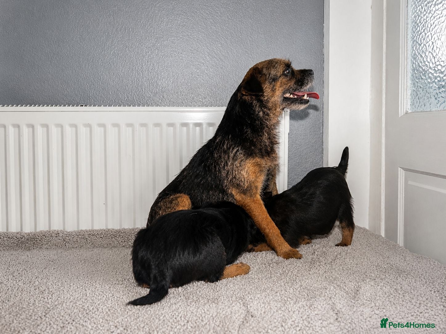 Border Terrier dogs Two Girl Border Terrier puppies - Advert 1