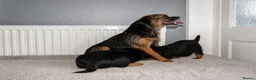 Border Terrier dogs for sale: Two Girl Border Terrier puppies in Slough - Advert 1