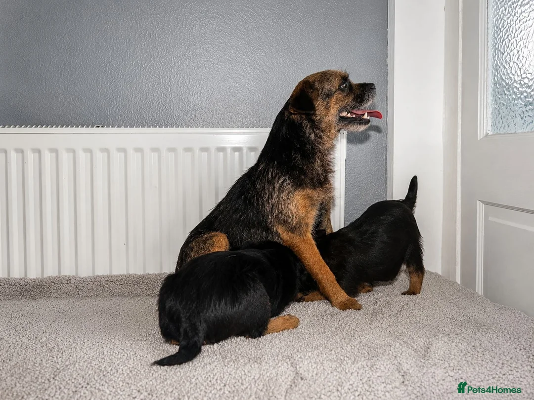 Border Terrier dogs for sale: Two Girl Border Terrier puppies in Slough - Advert 1