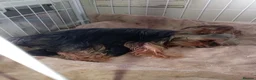 Yorkshire Terrier dogs for sale: Two boy puppies dad is kc registered 5 gen - Advert 1