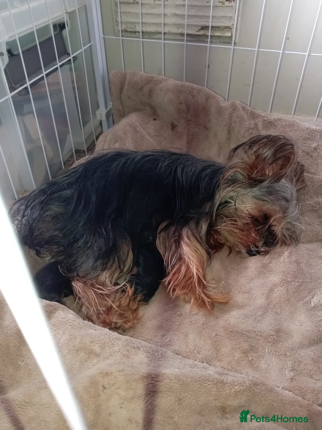 Yorkshire Terrier dogs for sale: Two boy puppies dad is kc registered 5 gen - Advert 1