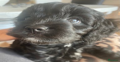 Cavapoo dogs Cavapoo - Advert 11