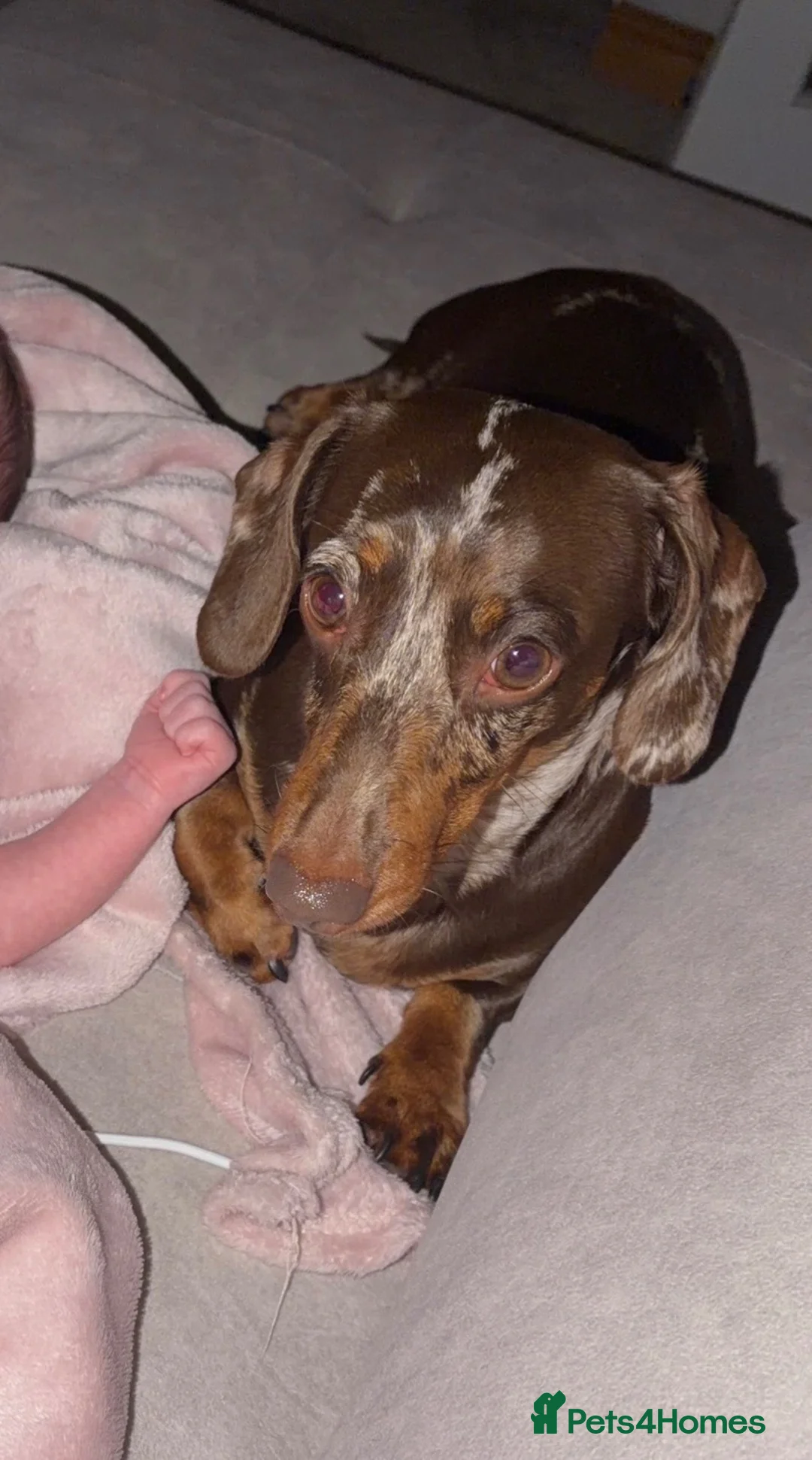 Miniature Dachshund dogs for sale: Miniture dachshund puppies  - Advert 20