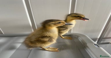 Ducks poultry - Advert 10