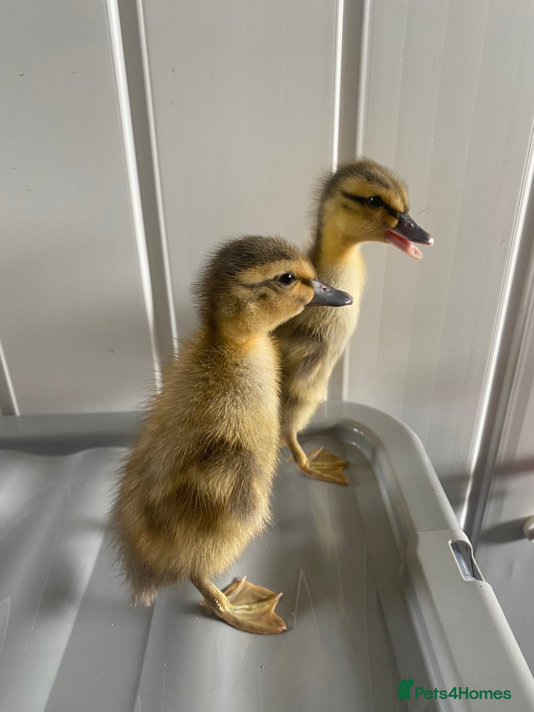 Ducks poultry for sale: Indian runner ducklings  - Image 2