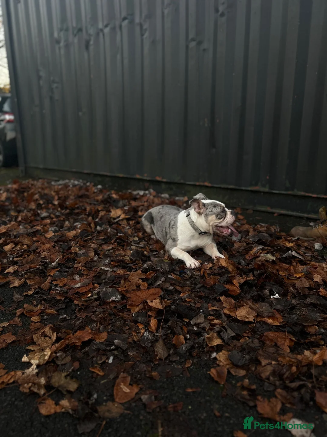 American Bully dogs for sale: Pocket Bully – 2 year old  - Advert 2