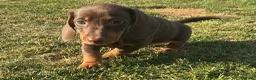 Miniature Dachshund dogs for sale: Miniature dachshund pups.KC reg&council licensed - Advert 8