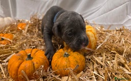 Mixed Breed dogs for sale: 12 beautiful puppies - Image 4