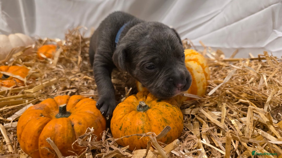 Mixed Breed dogs for sale: 12 beautiful puppies - Image 4