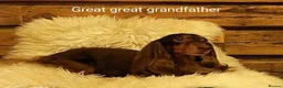 Miniature Dachshund dogs for sale: Only one beautiful dappled female left  - Advert 24