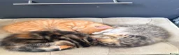 Maine Coon cats for sale: Mainecoon cross kittens - Advert 8