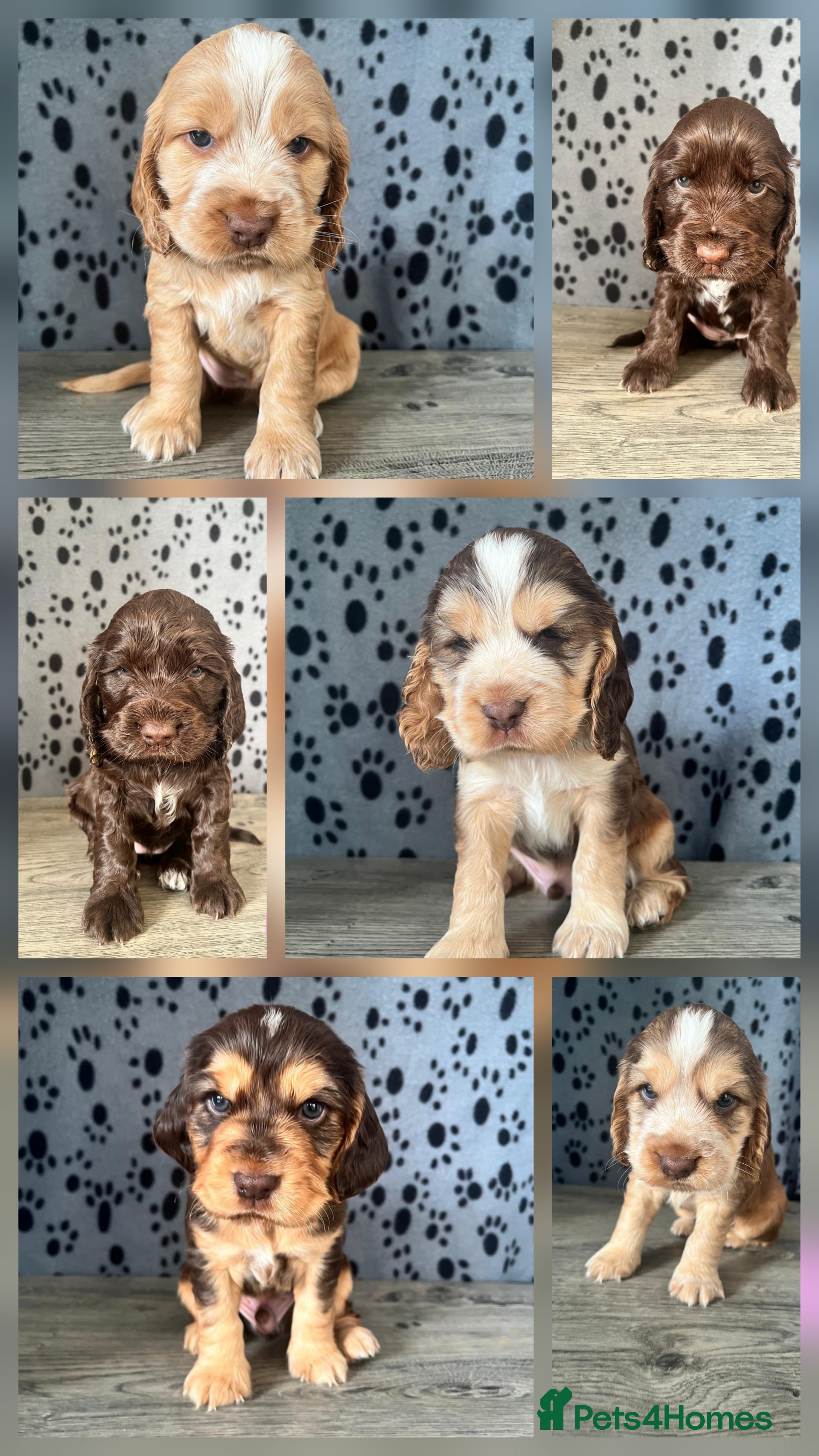 Cocker Spaniel dogs Beautiful KC Registered Cocker Spaniel Puppies  - Advert 1