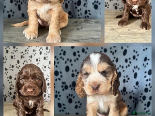 Cocker Spaniel dogs Beautiful KC Registered Cocker Spaniel Puppies - Advert 1