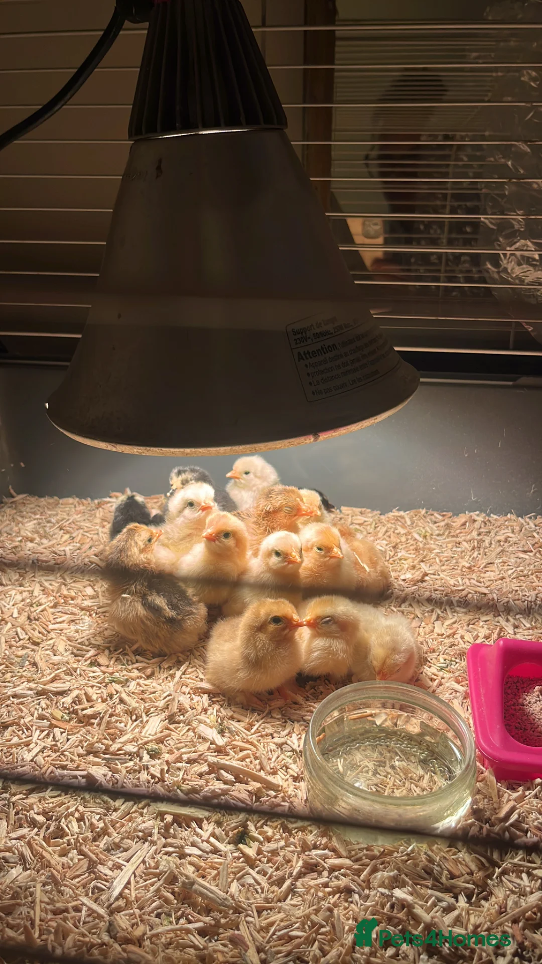 Chickens poultry for sale: Peking bantam chicks for sale in Bishop's Stortford - Advert 1