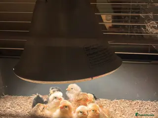 Chickens poultry Peking bantam chicks for sale - Advert 1