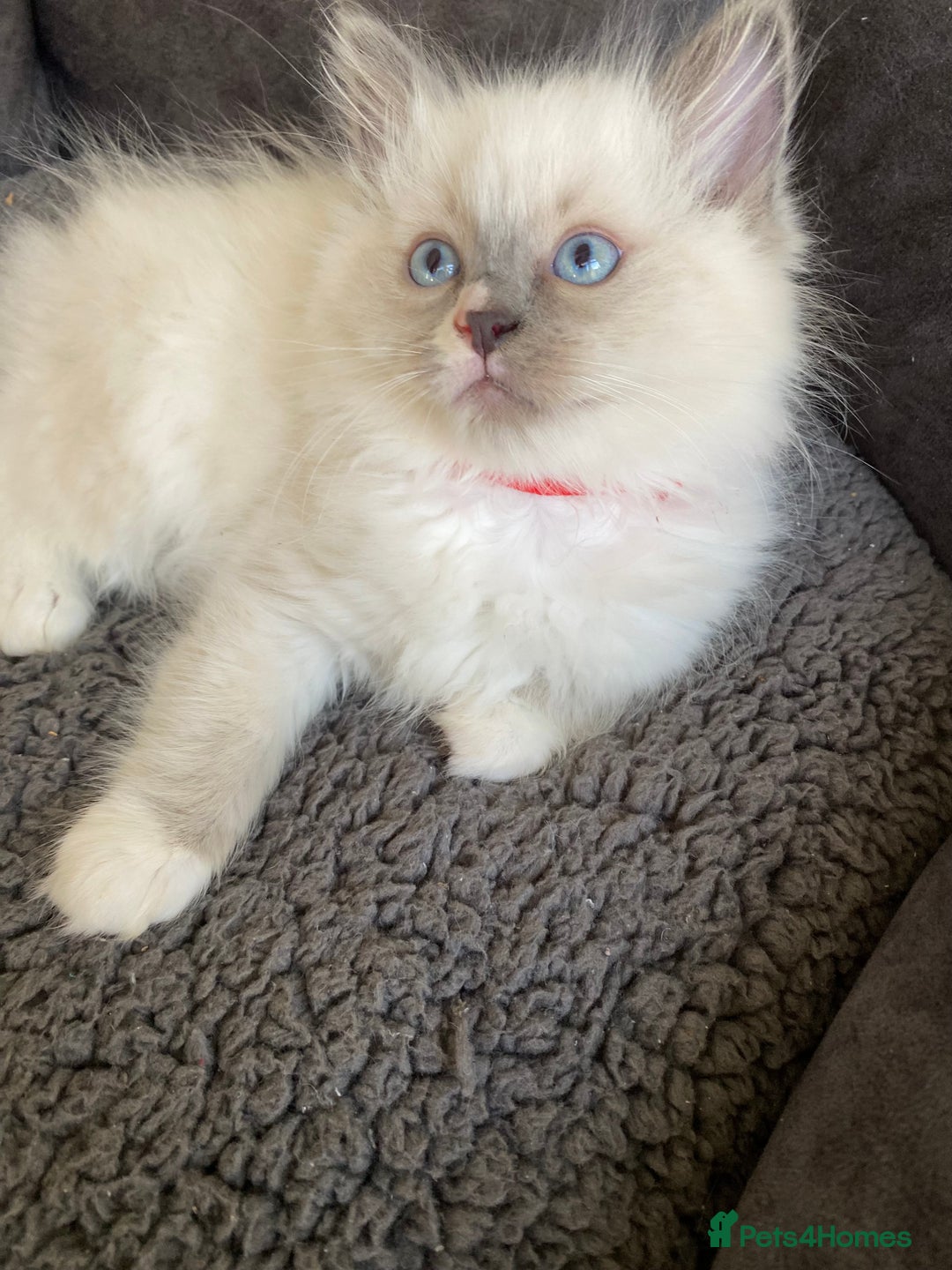 Ragdoll cats for sale: Ragdoll kittens  - Advert 8