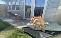 Mixed Breed dogs for sale: READY TO LEAVE! Presa X Doberman- 4 remaining!! - Advert 4