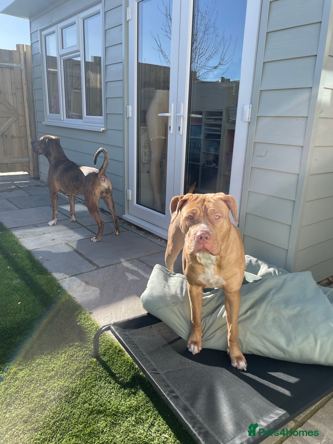 Mixed Breed dogs for sale: READY TO LEAVE! Presa X Doberman- 4 remaining!! - Advert 4
