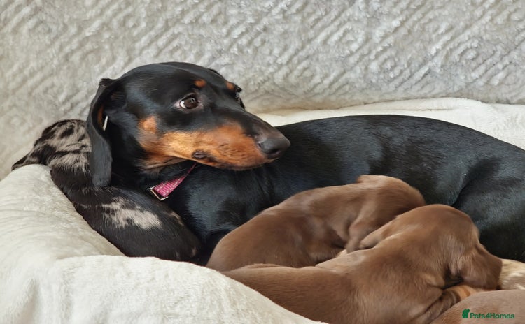 Miniature Dachshund dogs - Advert 13