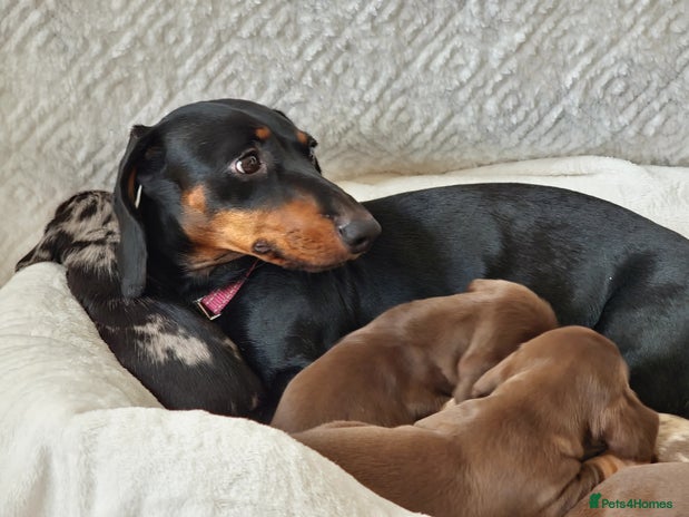 Miniature Dachshund dogs - Advert 13