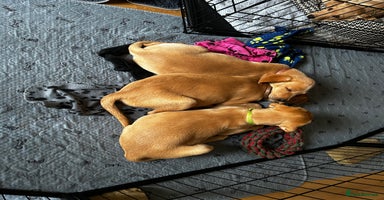 Labrador Retriever dogs KC Fox Red Labrador Pups - Health tested. 5 left - Advert 14