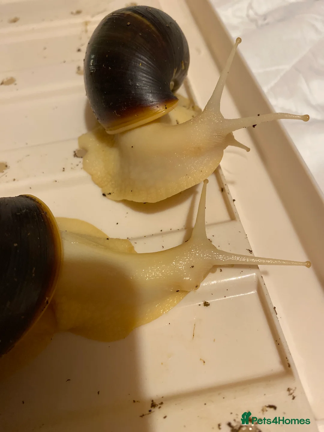 Snails invertebrates for sale: 3 giant African land snails for sale  - Advert 2