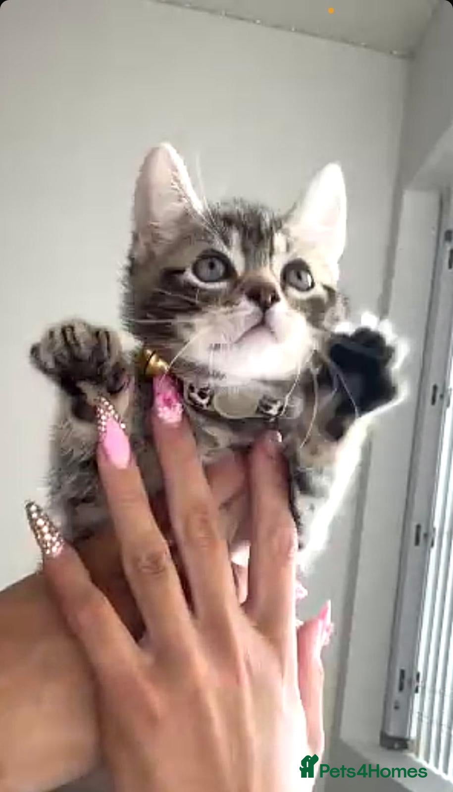 Bengal cats NALA🐆 - Advert 1