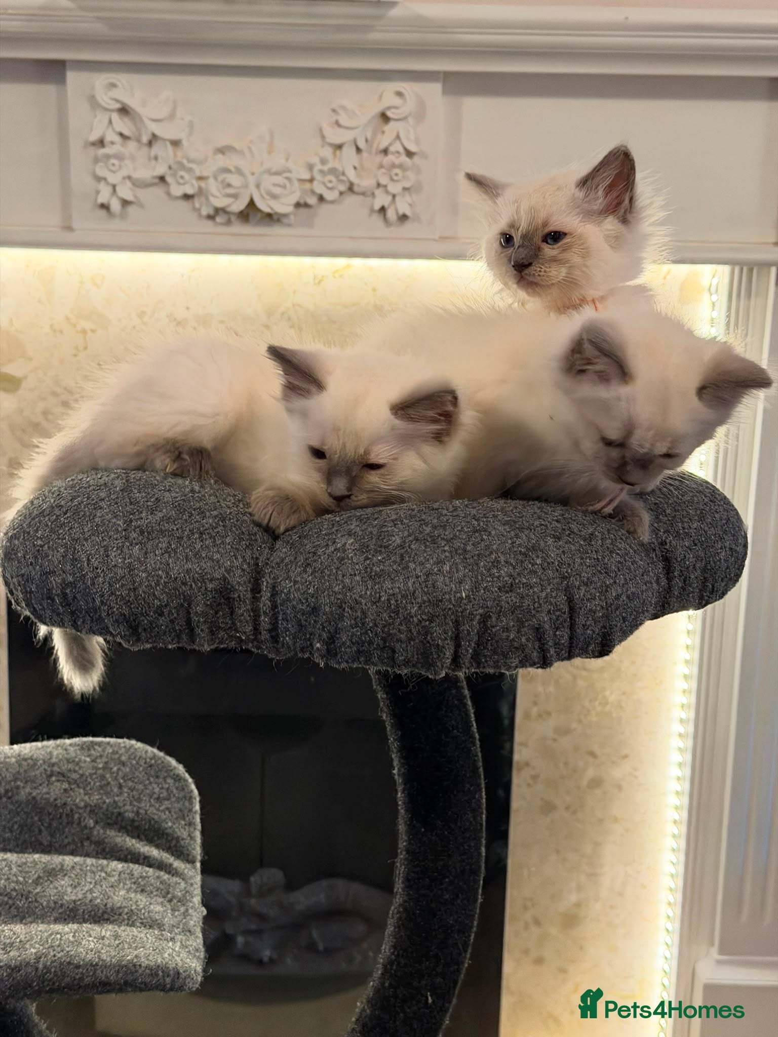 Ragdoll cats *** Only 3 male Pure Ragdoll Kittens Left*** - Advert 6