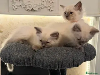 Ragdoll cats *** Only 3 male Pure Ragdoll Kittens Left*** - Advert 6