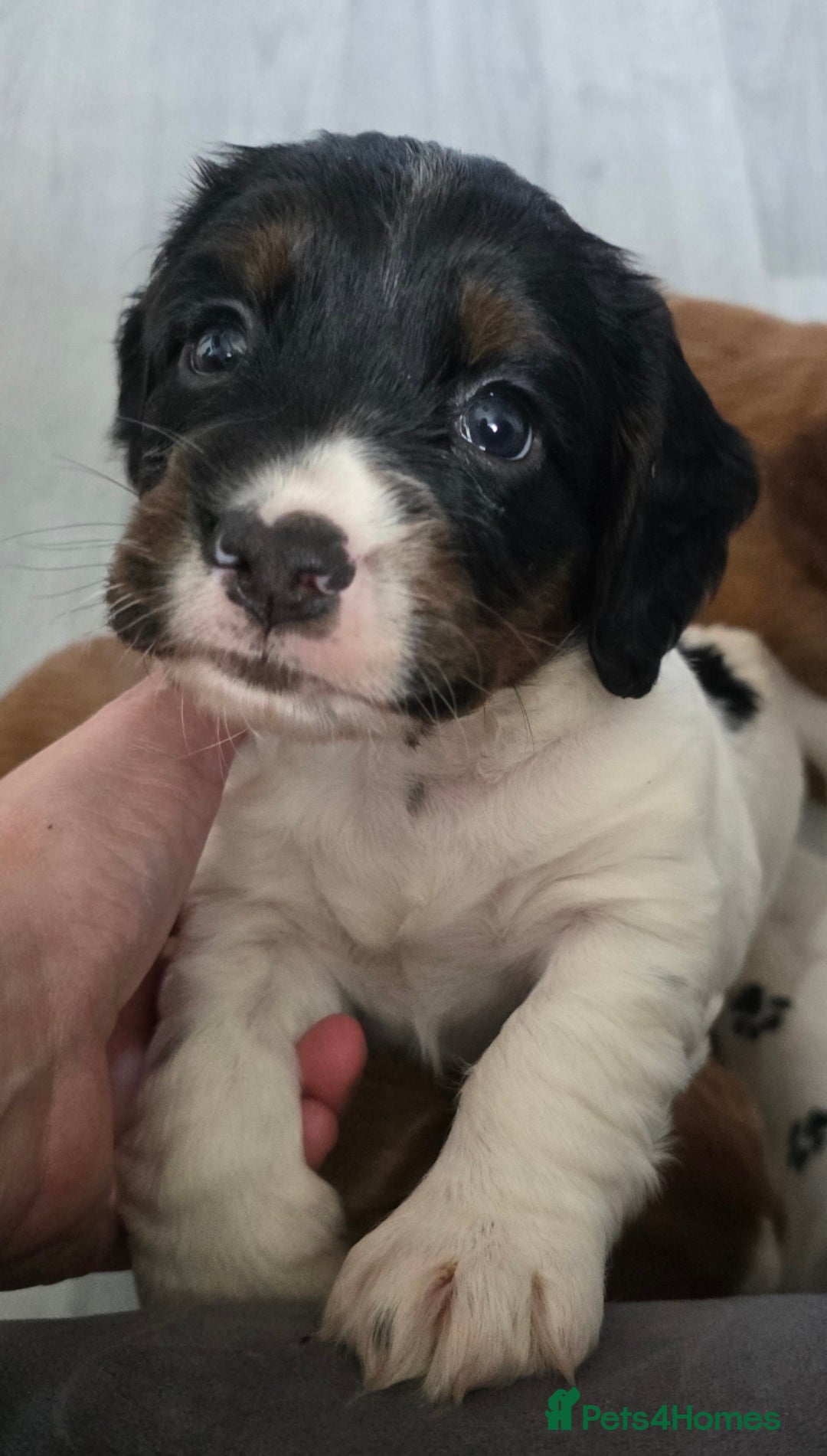 Cocker Spaniel dogs for sale: Last female Pedigree working cocker puppy - Image 5