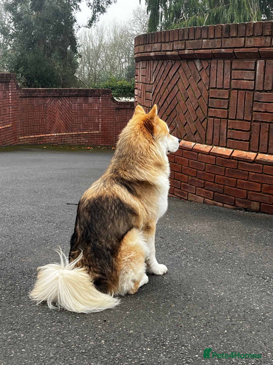 Mixed Breed dogs for stud: Loki -stud only  - Advert 6