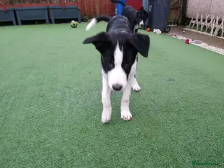 Border Collie dogs Three Border Collie puppies - Advert 5