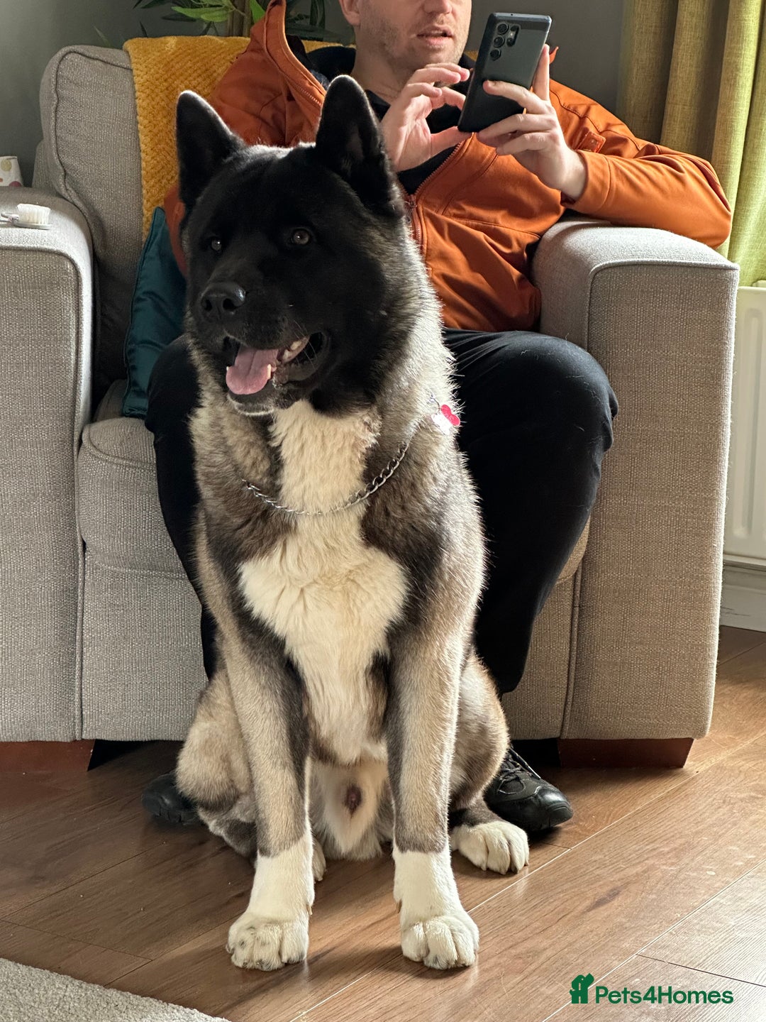 Akita dogs for sale: 4 year old Akita  - Image 19