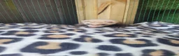 Ferret rodents for sale: 6 beautiful kits ready for new homes in Newport - Advert 16