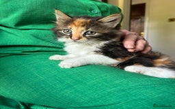 Mixed Breed cats for sale: Mancoon/calico tabby cross  - Image 4