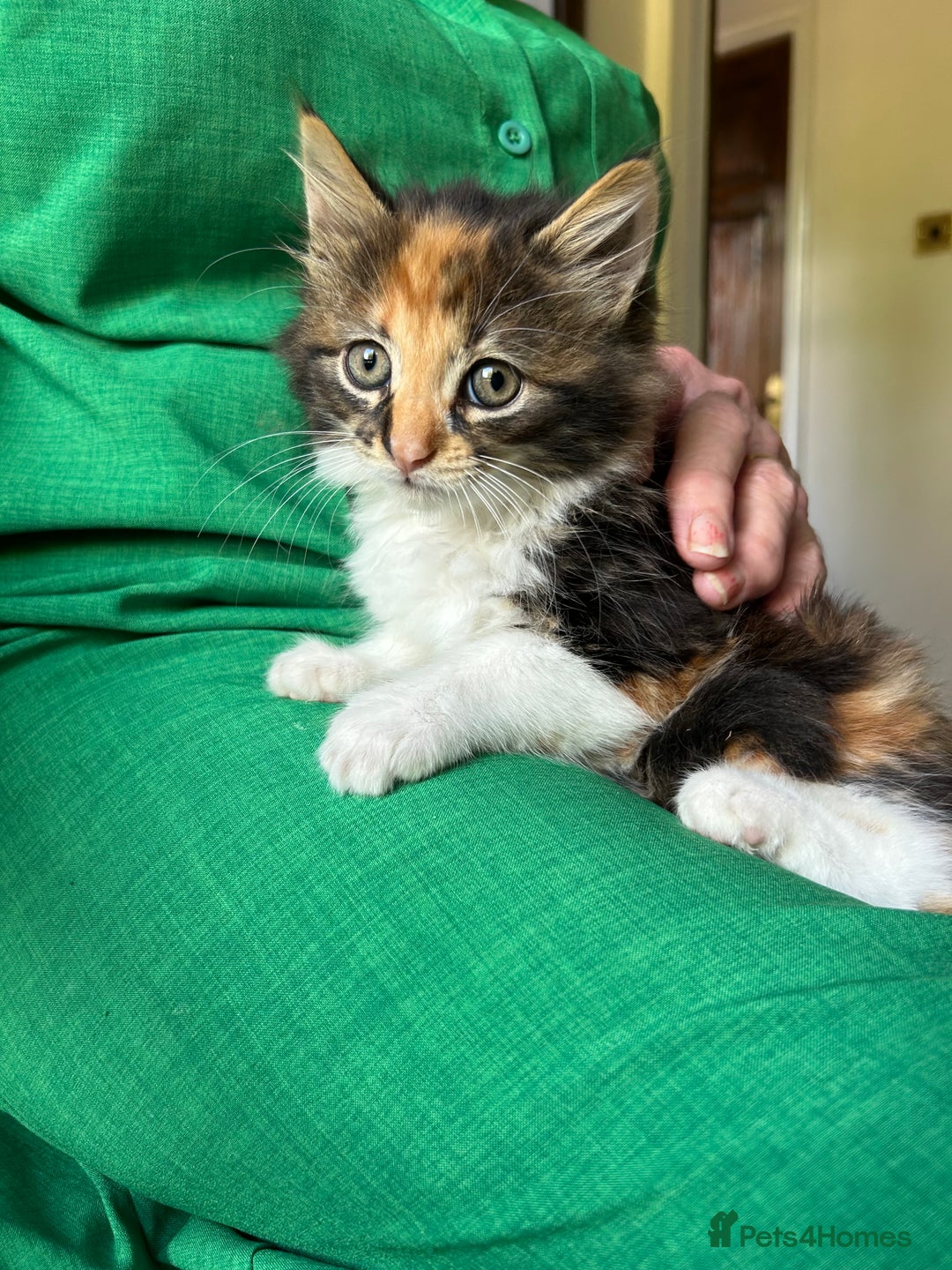 Mixed Breed cats for sale: Mancoon/calico tabby cross  - Image 4