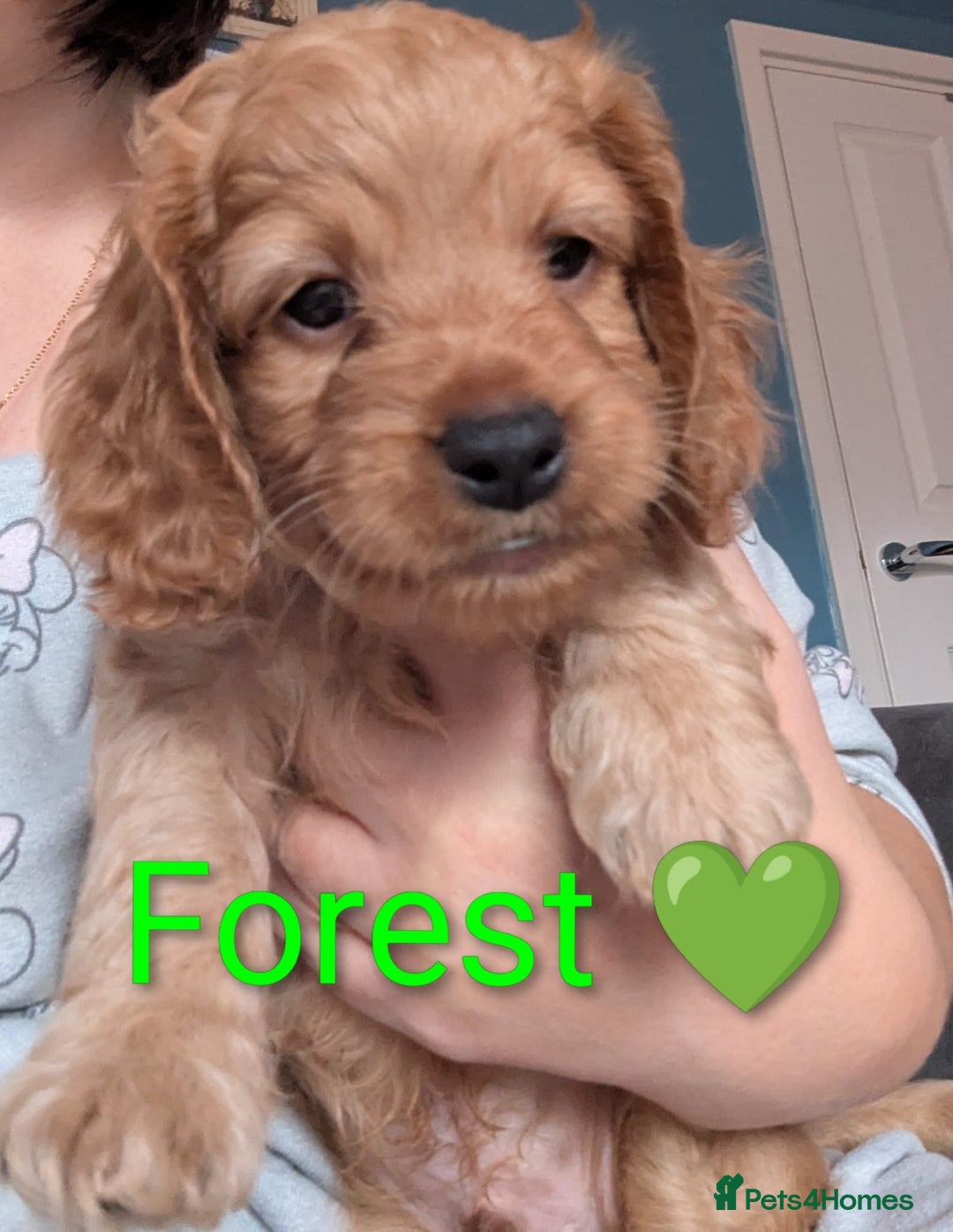 Cockapoo dogs for sale: 🐶 8 Gorgeous F2 Cockapoo Puppies – Ready Soon! 🏡 - Advert 4