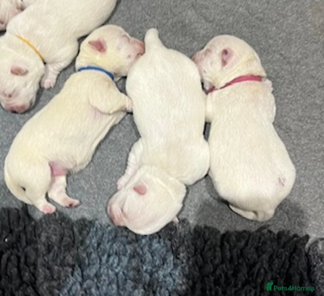 West Highland Terrier dogs for sale: KC Westie Puppies in Huntingdon - Advert 3