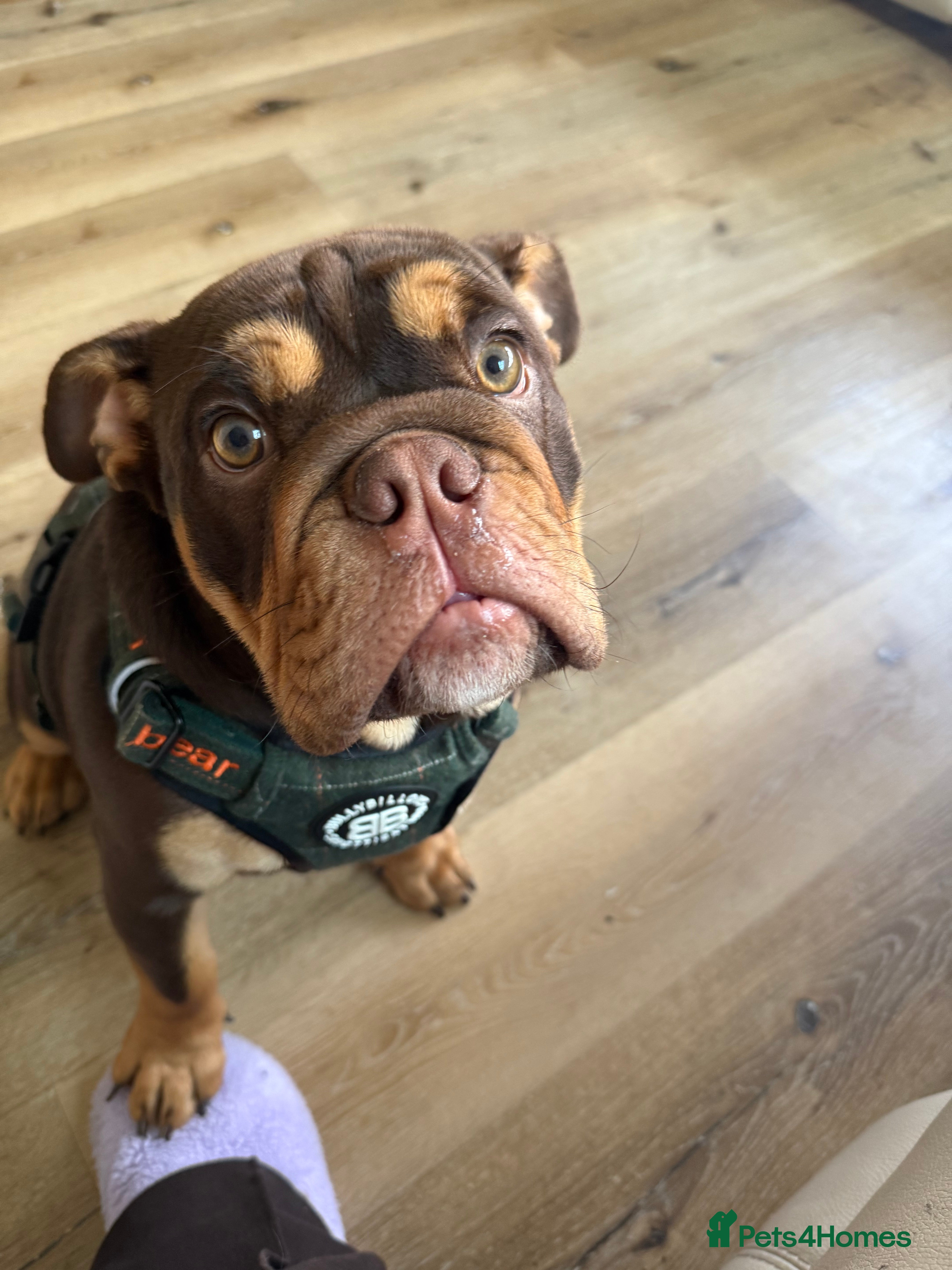 English Bulldog dogs 8 month old English bull dog  in Swindon - Advert 1