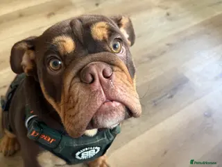 English Bulldog dogs 8 month old English bull dog in Swindon - Advert 1