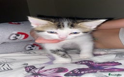 Domestic Shorthair cats for sale: Snowflake  - Image 6