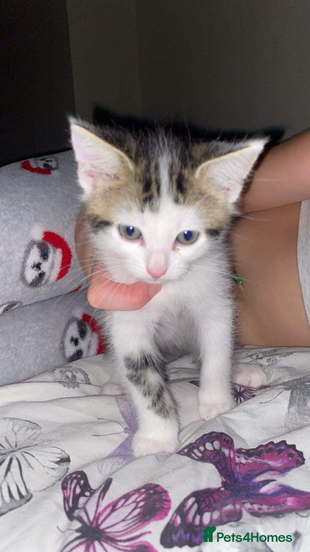 Domestic Shorthair cats for sale: Snowflake  - Image 6