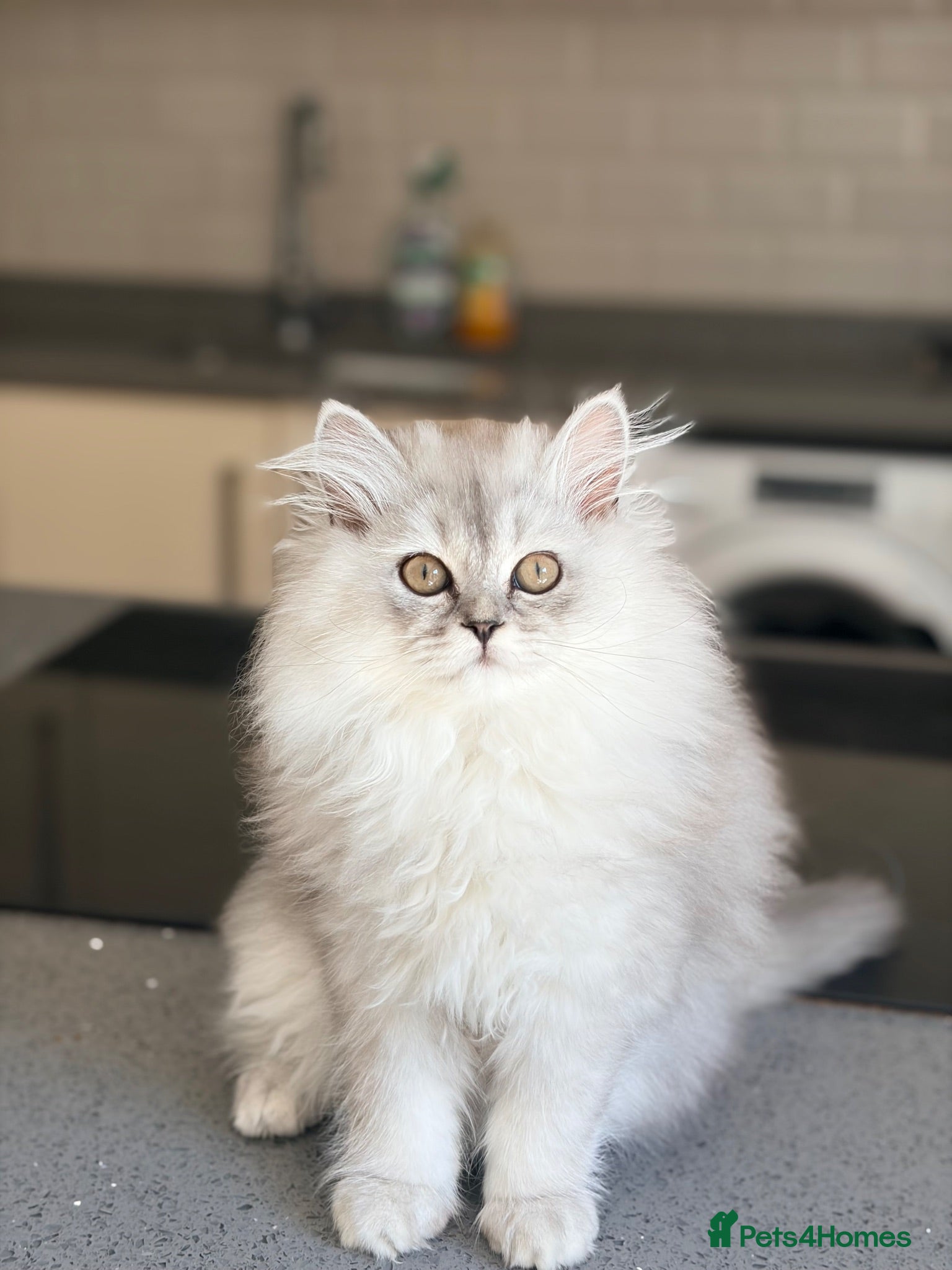 Persian cats Persian chinchilla/BSH kittens ready to leave ❤️ - Advert 15