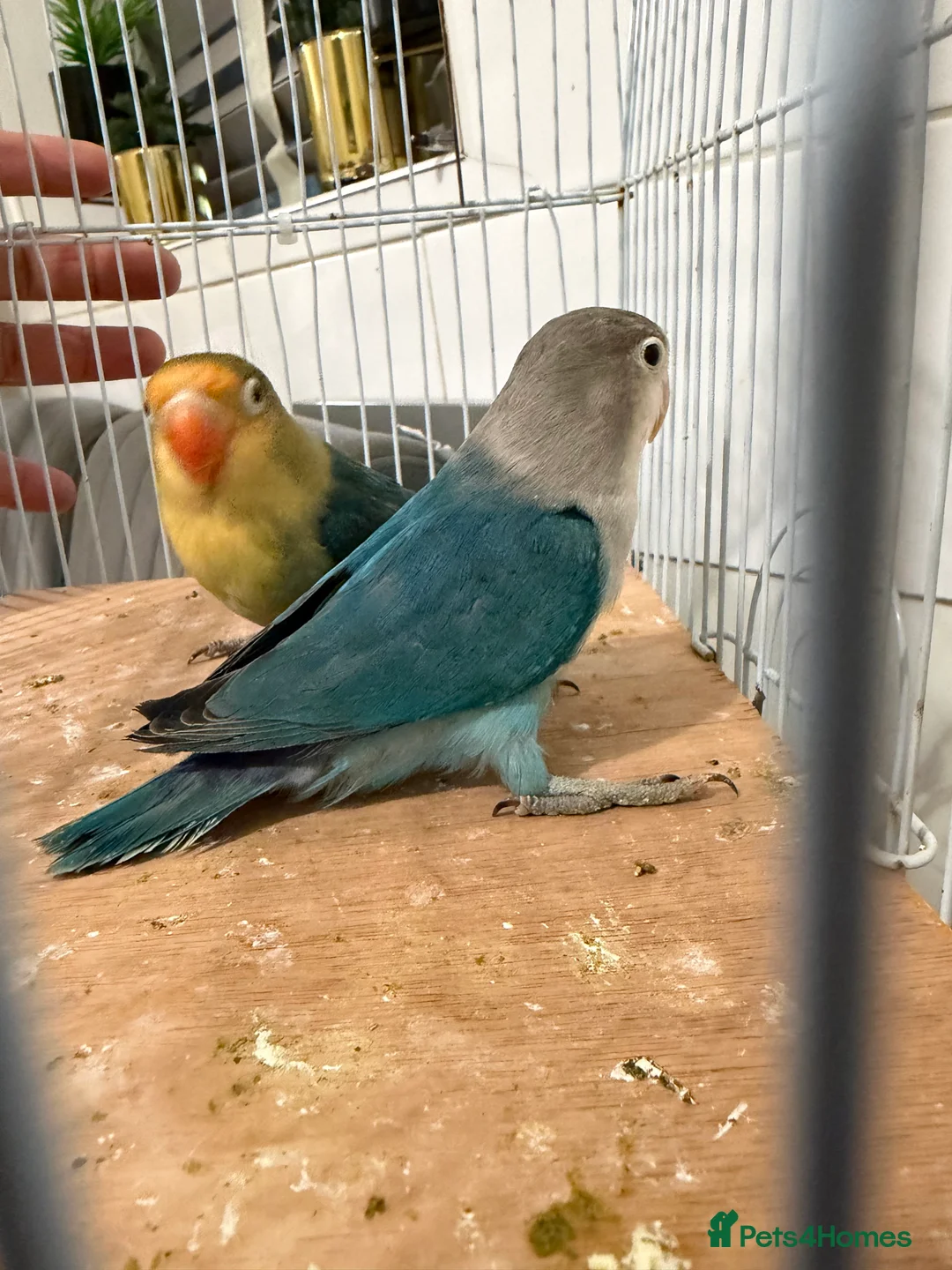 Lovebirds birds for sale: Young pair of lovebird - Advert 7