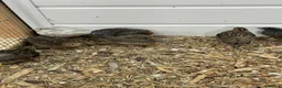 Quail poultry for sale: Button quails - Advert 2