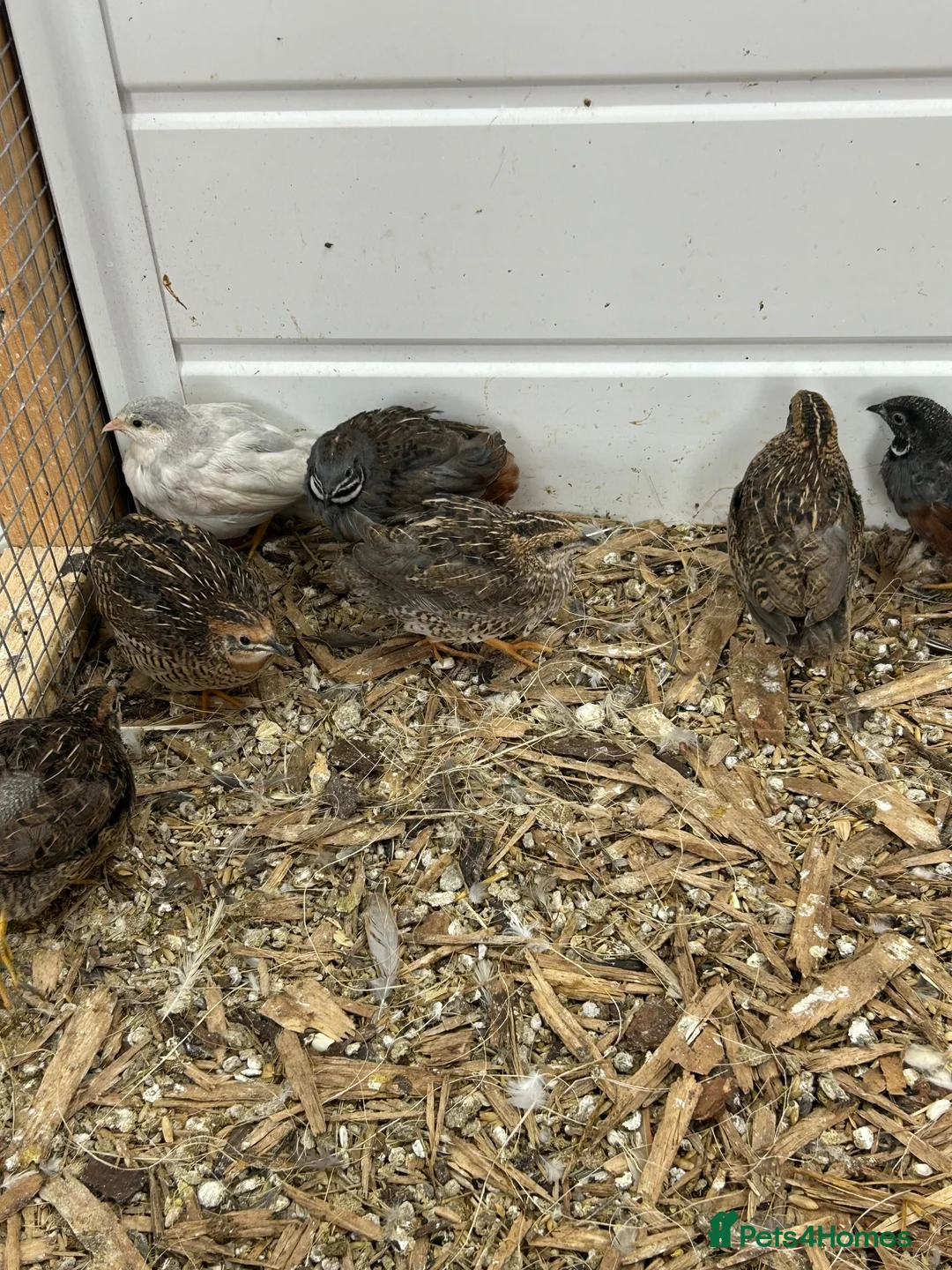 Quail poultry for sale: Button quails - Advert 2