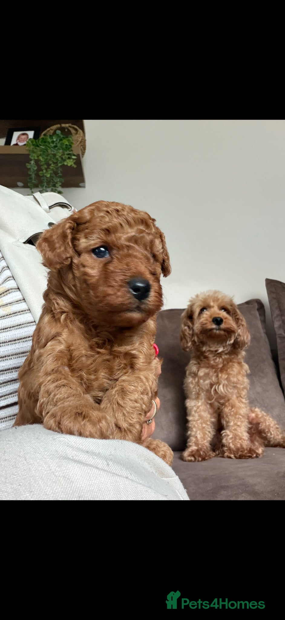 Cavapoo dogs F1bb Red Toy Cavapoo health tested parents - Advert 2