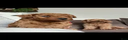 Cavapoo dogs for sale: Reduced F1b Toy Cavapoo girl health tested parents - Advert 19