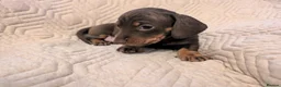 Miniature Dachshund dogs for sale: Beautiful Miniature Dashound Puppies For Sale - Advert 7